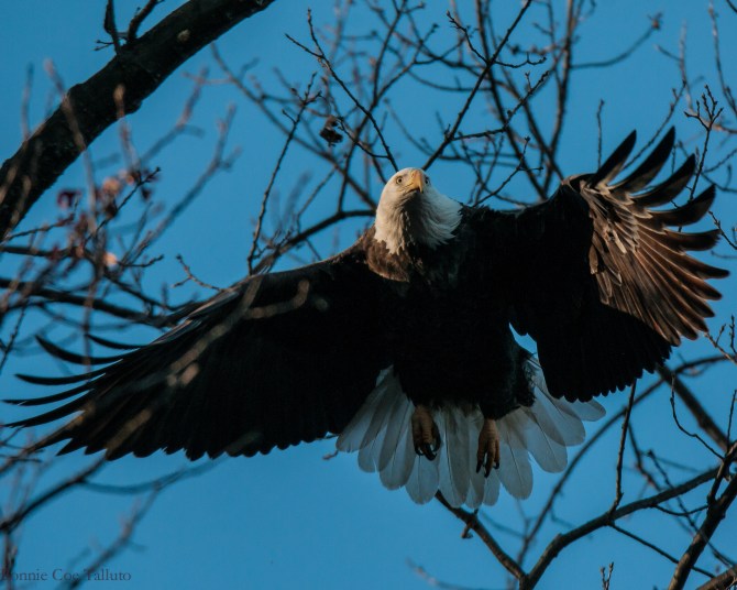eagle adult takeoff Tompkins Cove-1