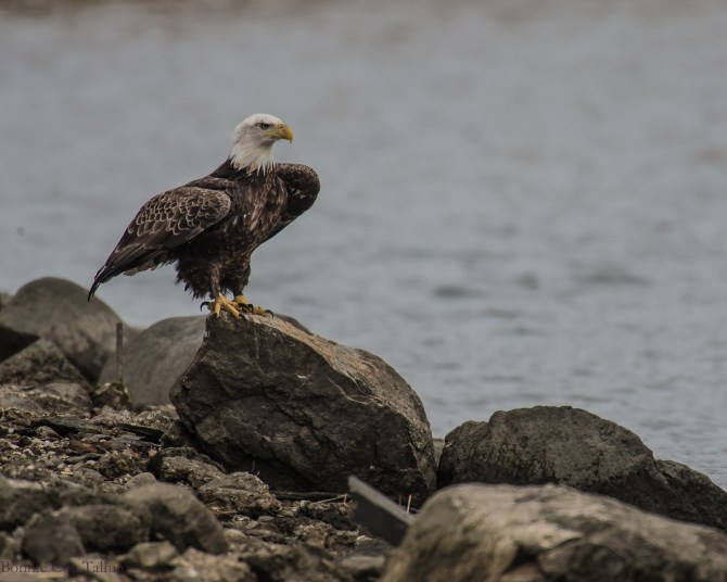 eagle classic rock pose Croton-1