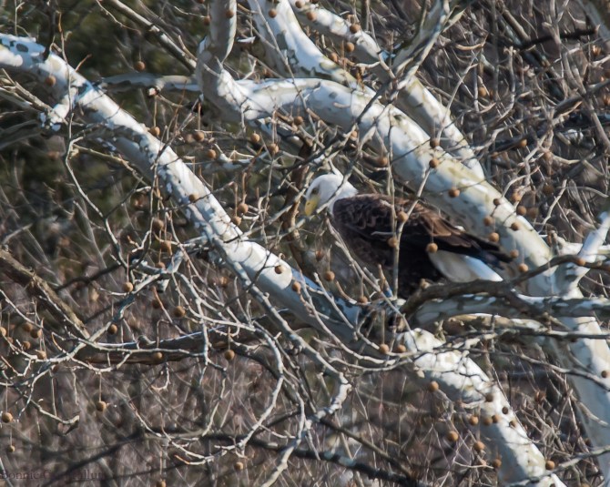 eagle liftoff blackrock-1