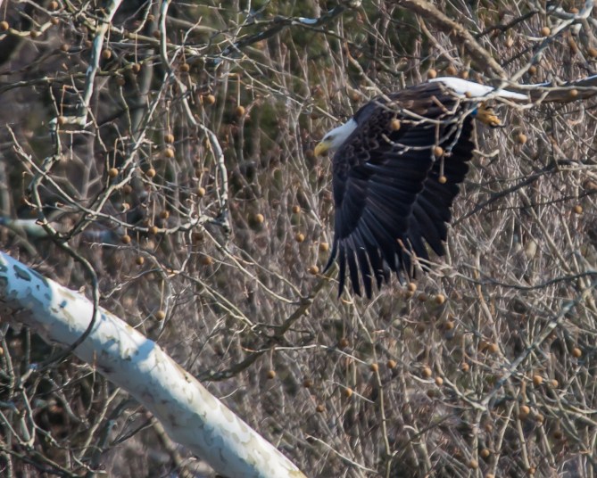 eagle liftoff blackrock-4