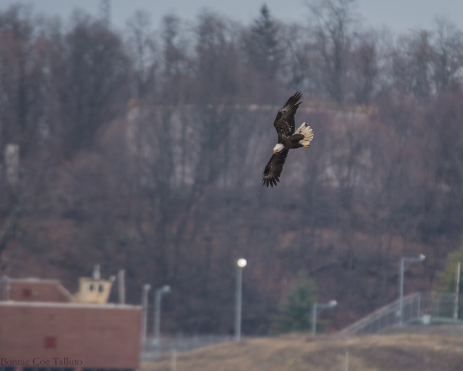 eagle plunge Hudson River-1