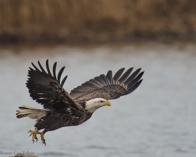 eagle takeoff croton sandspit-1
