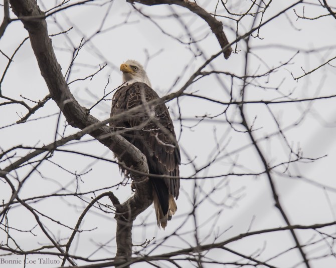 eaglepatriarch Hudson-1