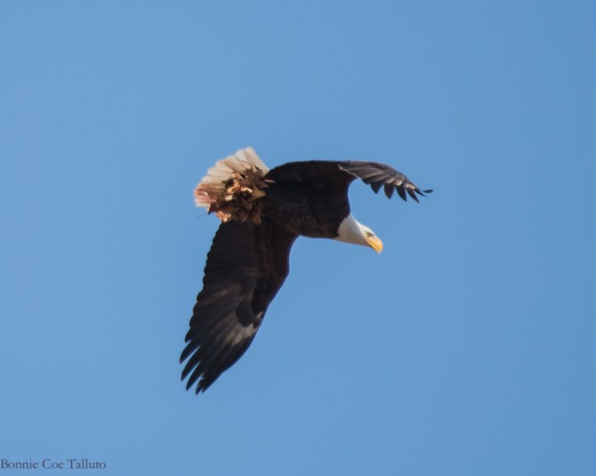 eagles rebuilding nest annsville-3