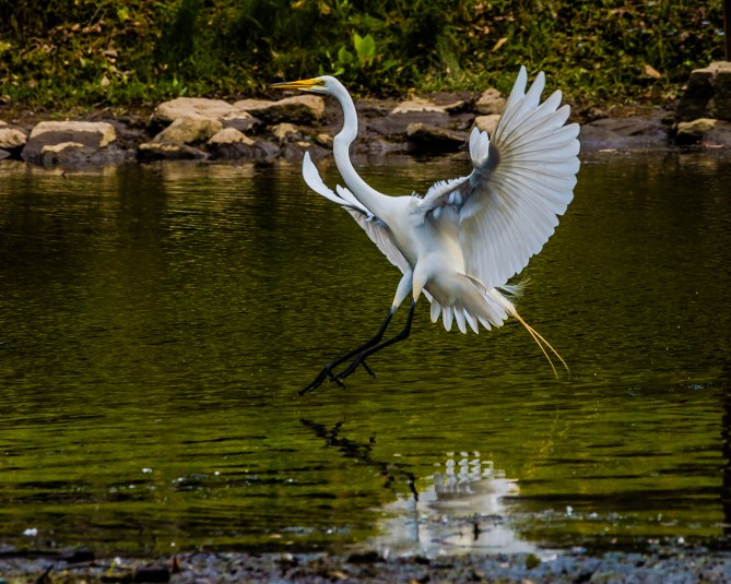20160702_egret Thornwood_001
