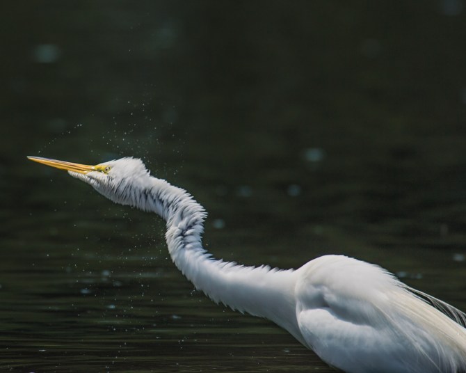20160706_egret shake Thornwood_002