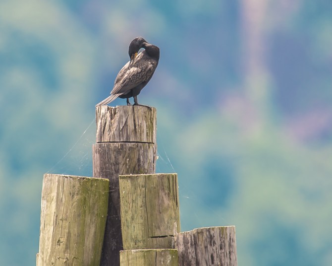 20160711_cormorant Ossining_002