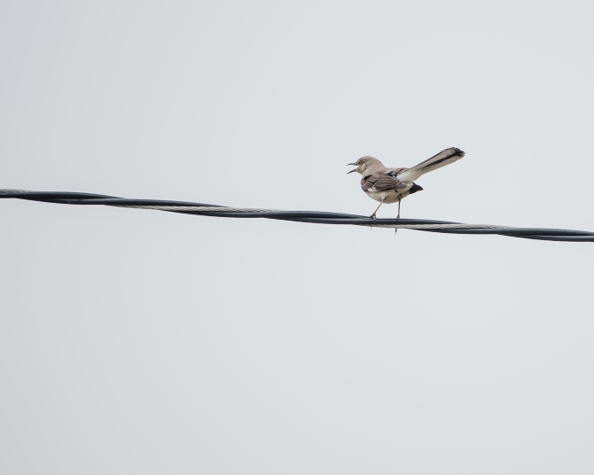 20160628_mockingbird-on-wire-croton_001