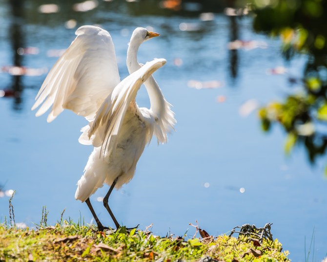 20161005_egret-wings-thornwood_001
