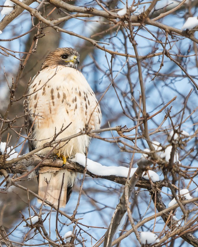 20170108_red-tailed-hawk-male-in-snow_001