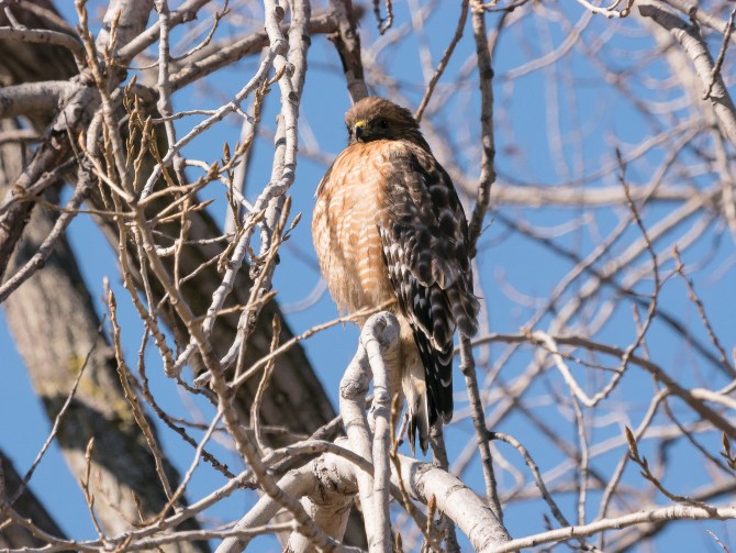 20170204_red-shouldered-hawk-croton_001