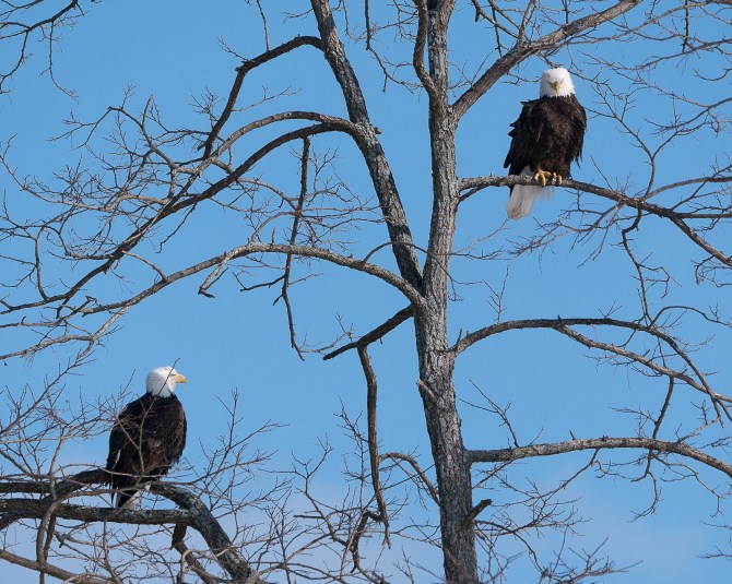 20170210_eagle-pair-verplanck_001