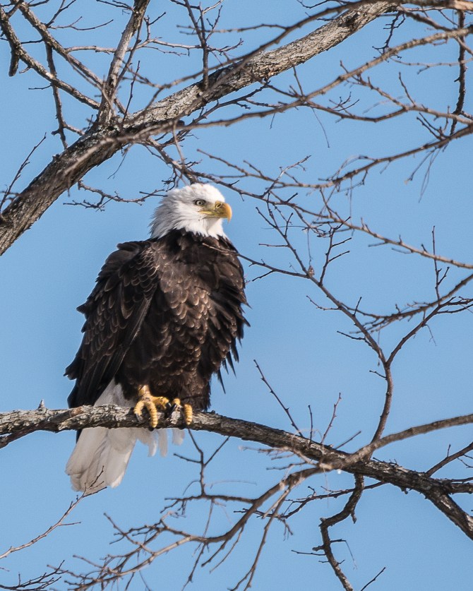 20170210_eagle-verplanck_001