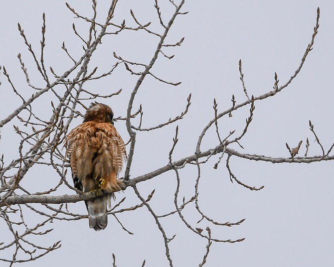 20170211_red-shouldered-hawk-at-croton-point-entrance_001