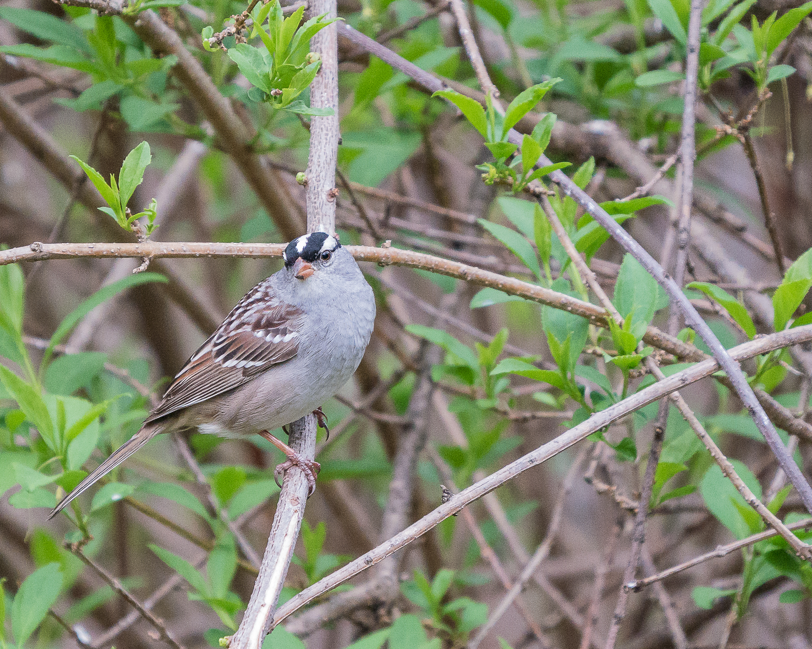 20170501_sparrow, white crowned ossining backyard_001