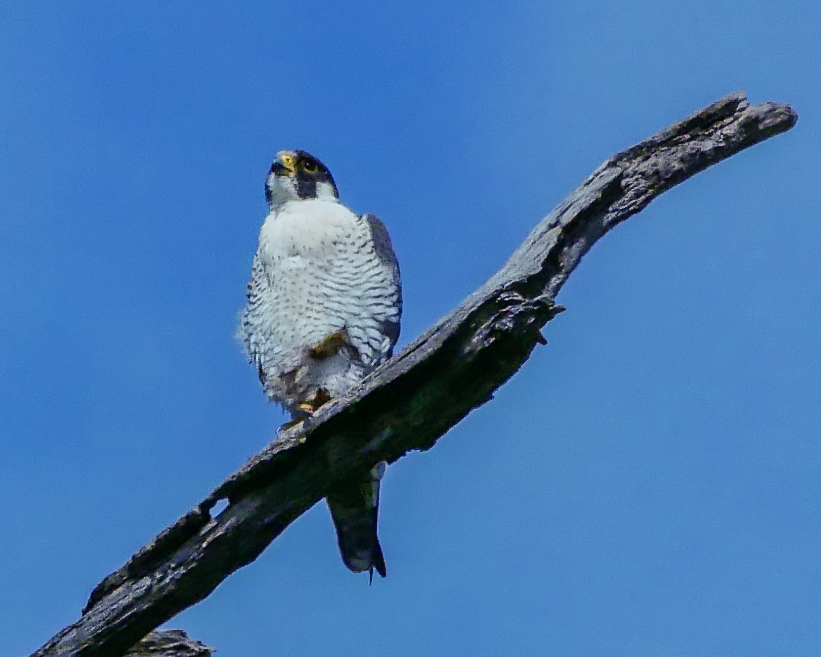 20170509_falcon peregrine croton_001
