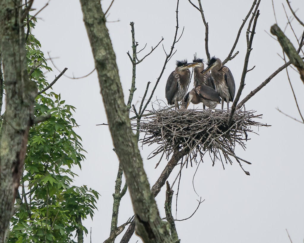Let’s Hear It for the&nbsp;Herons