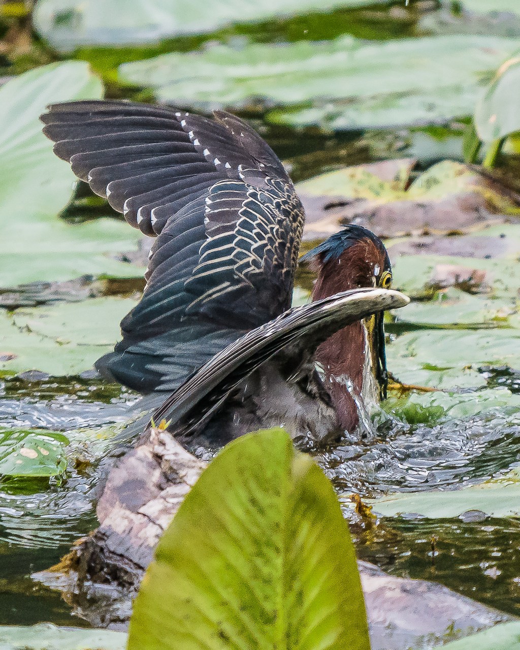 Signs of Good&nbsp;Luck