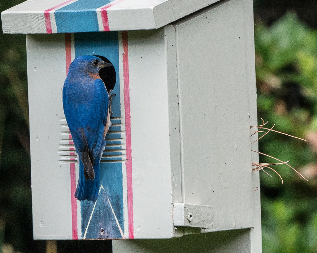 The Bluebird of&nbsp;Happiness