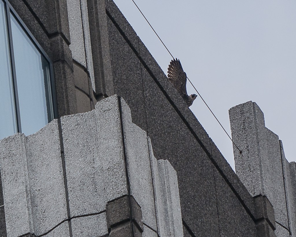 Jersey City Eyas Flexing Her&nbsp;Wings