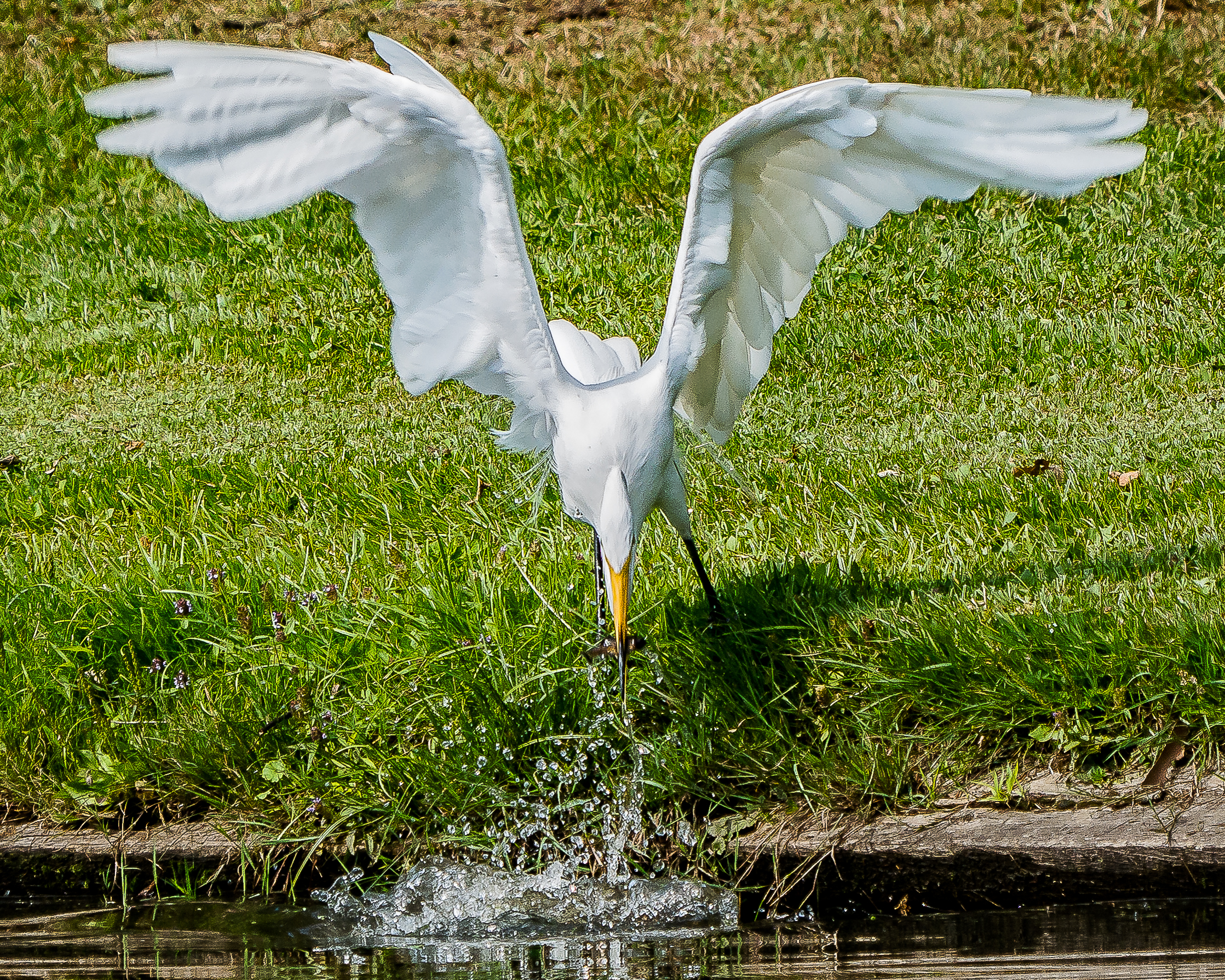 20170720_egret thornwood_001