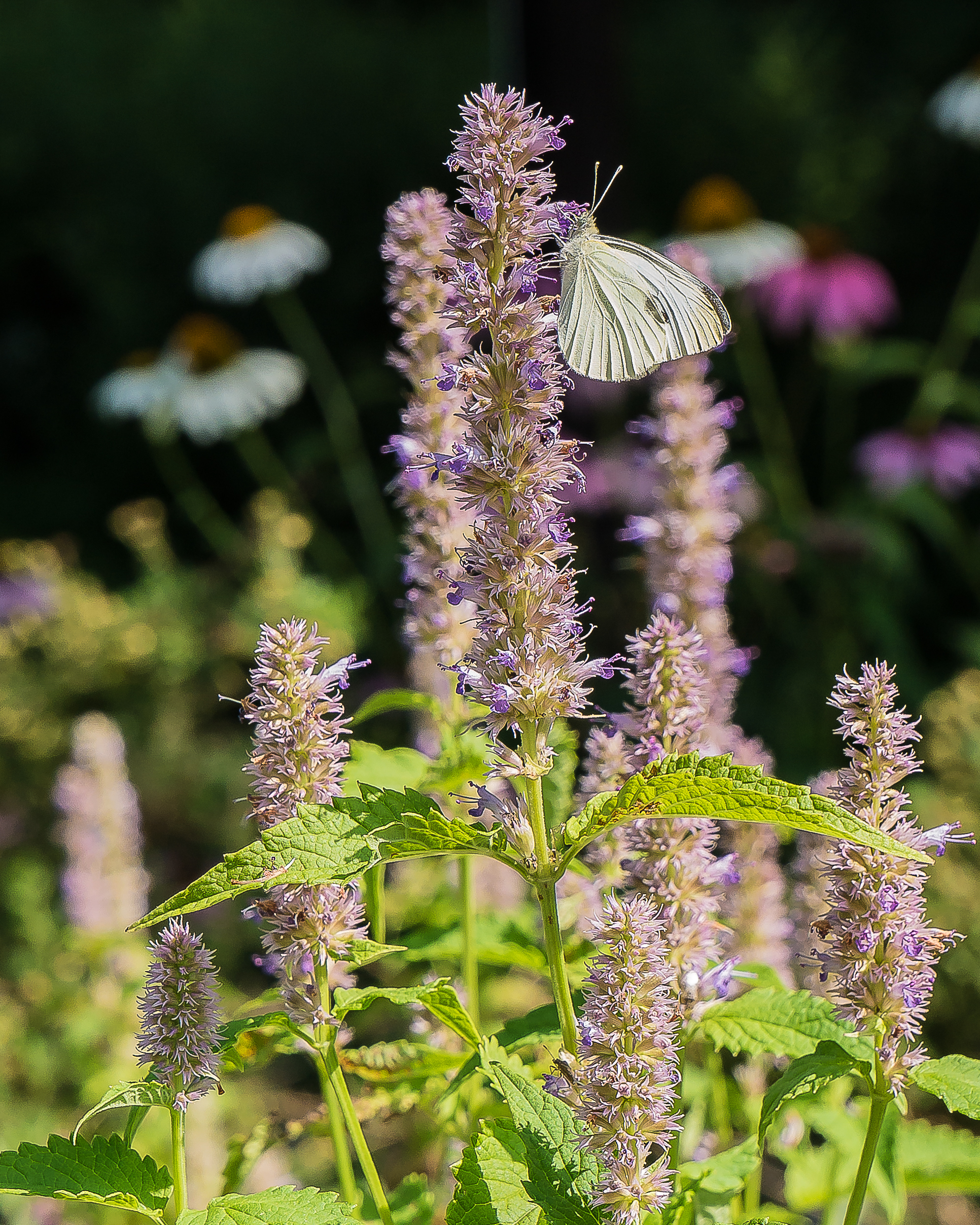 20170720_flower with sulphur butterfly rockefeller spp_001
