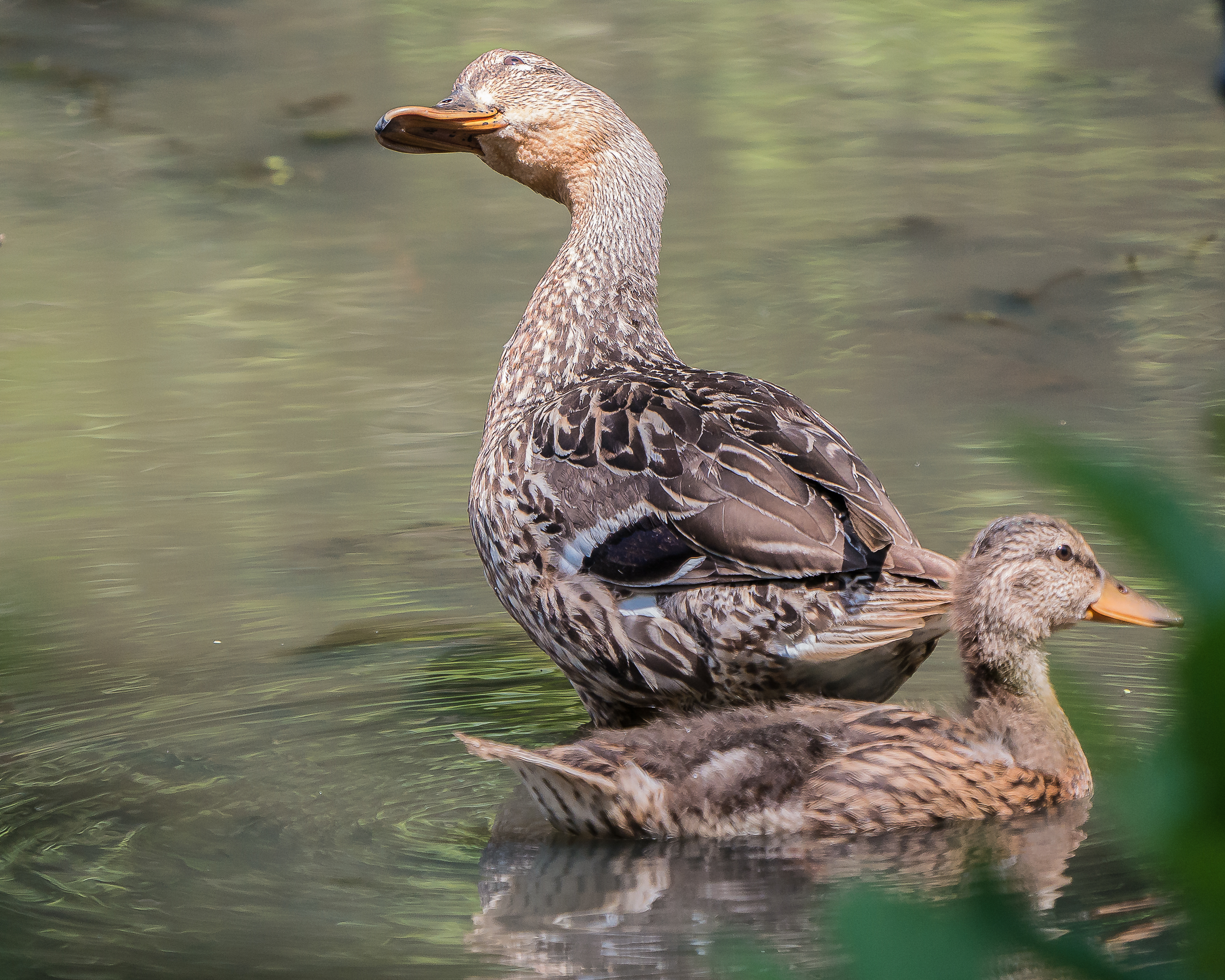 20170720_mallard and duckling vets park ossining_001
