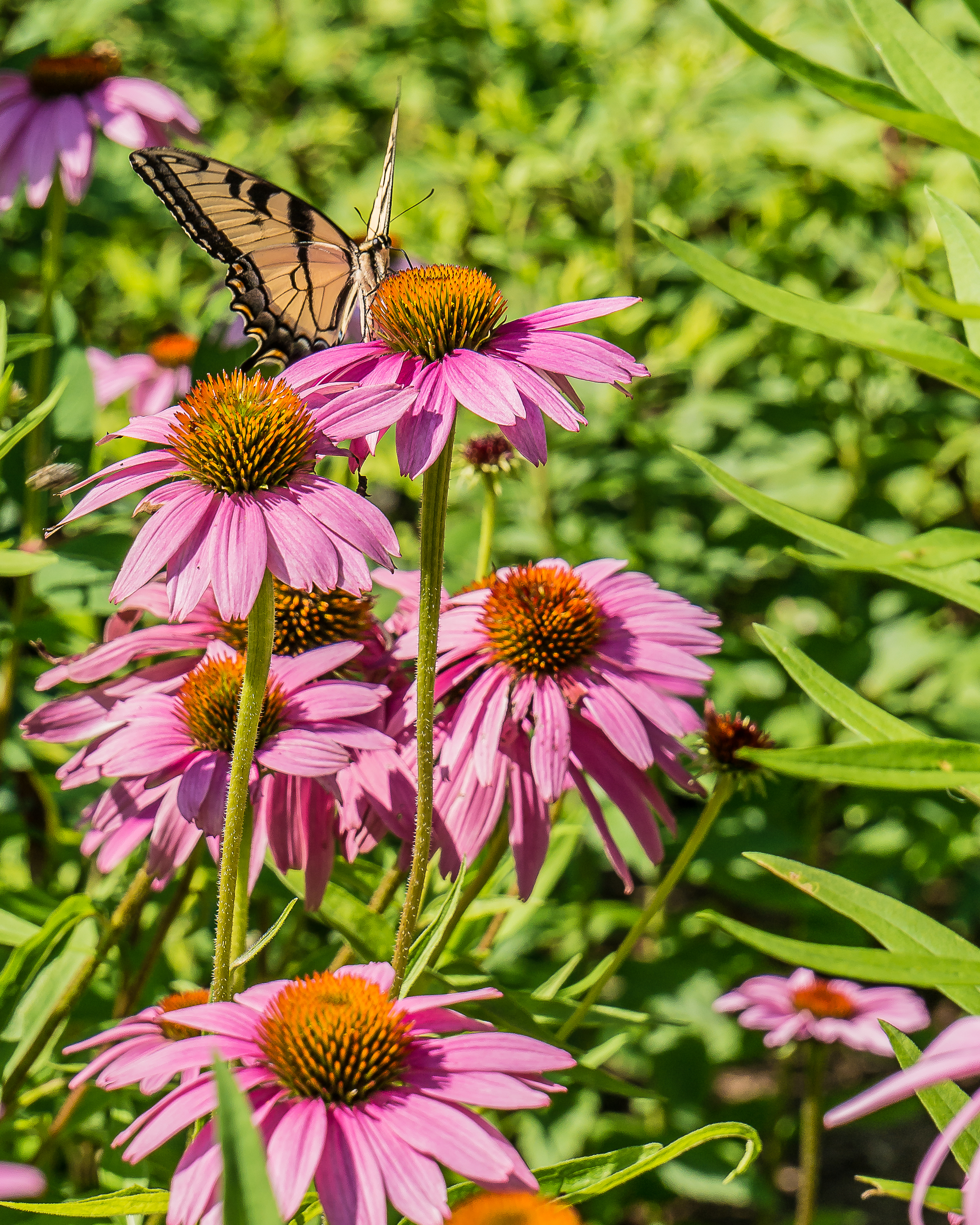 20170720_swallowtail on echinacea Rockefeller SPP_001