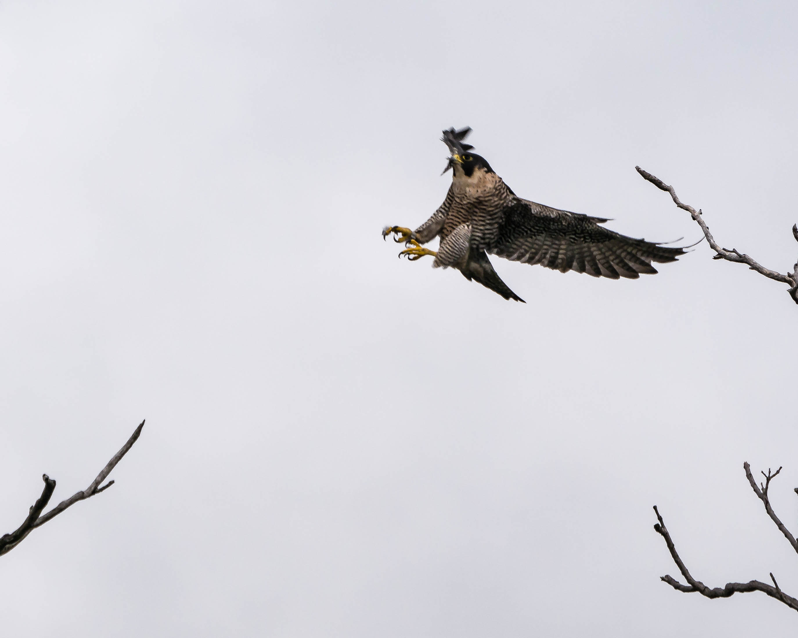 20171013 falcon landing stateline _