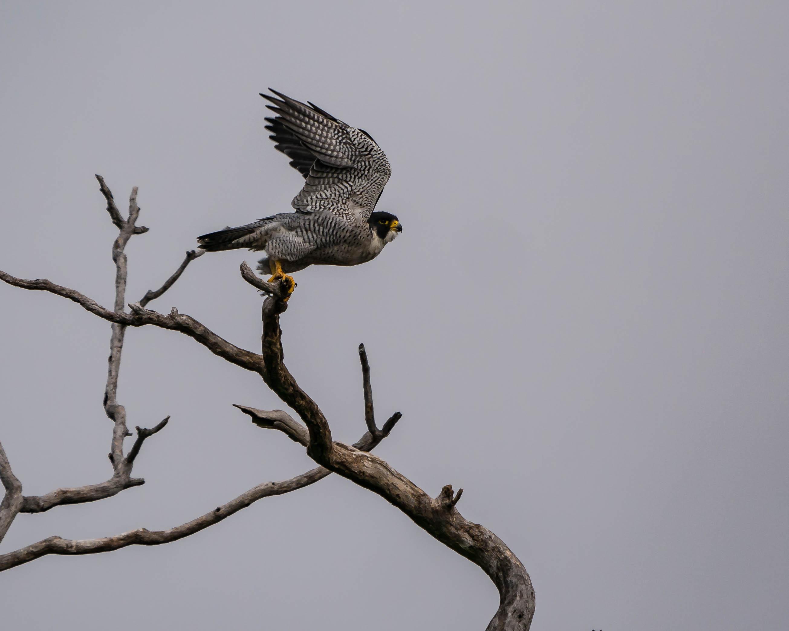 20171013 falcon takeoff stateline _