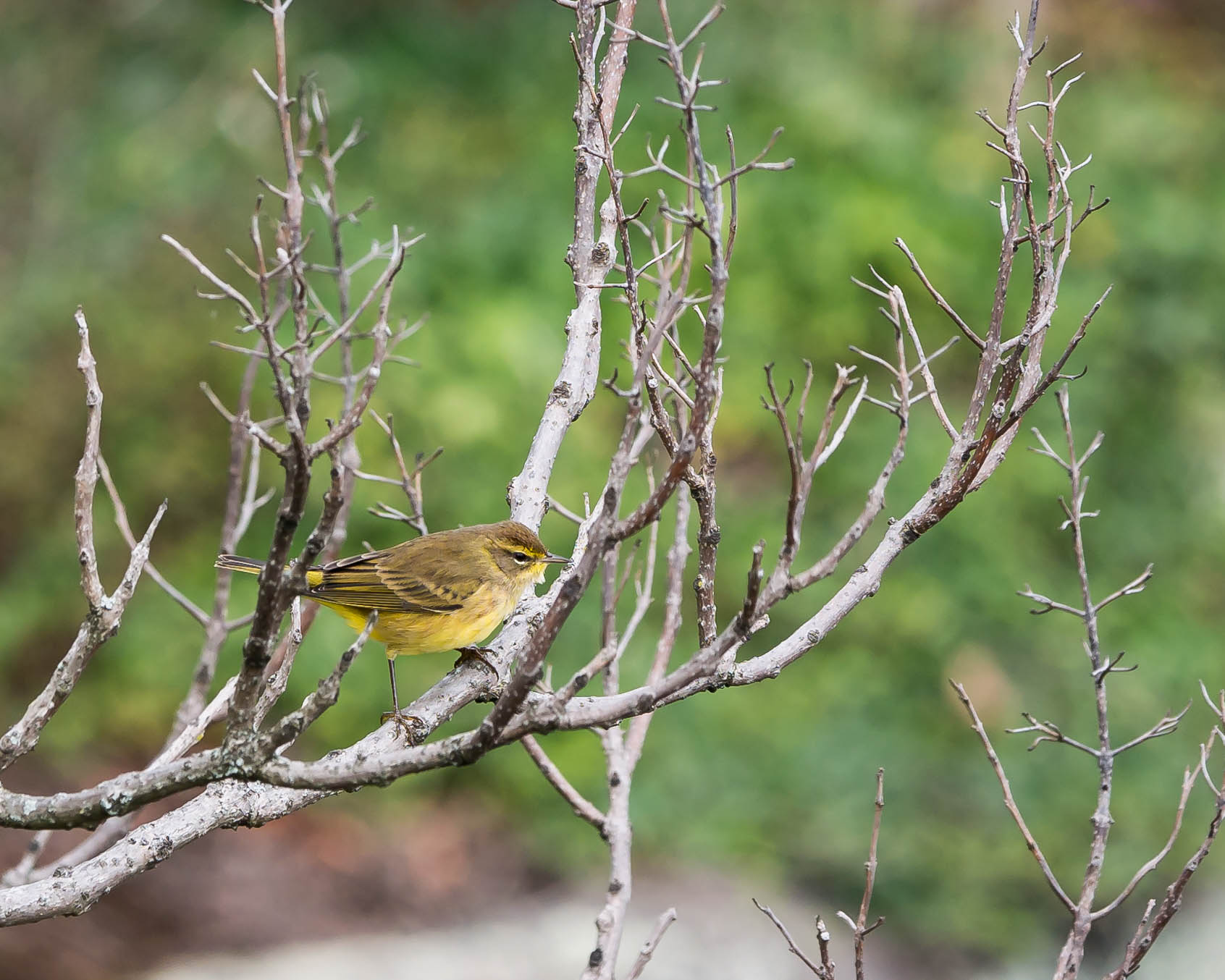 20171013 palm warbler stateline _