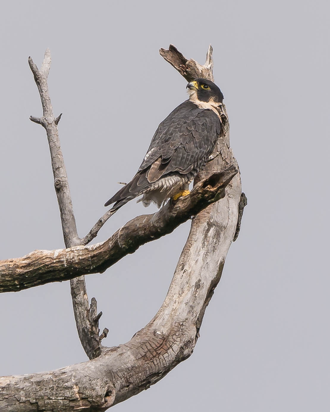 20171013 peregrine portrait stateline _