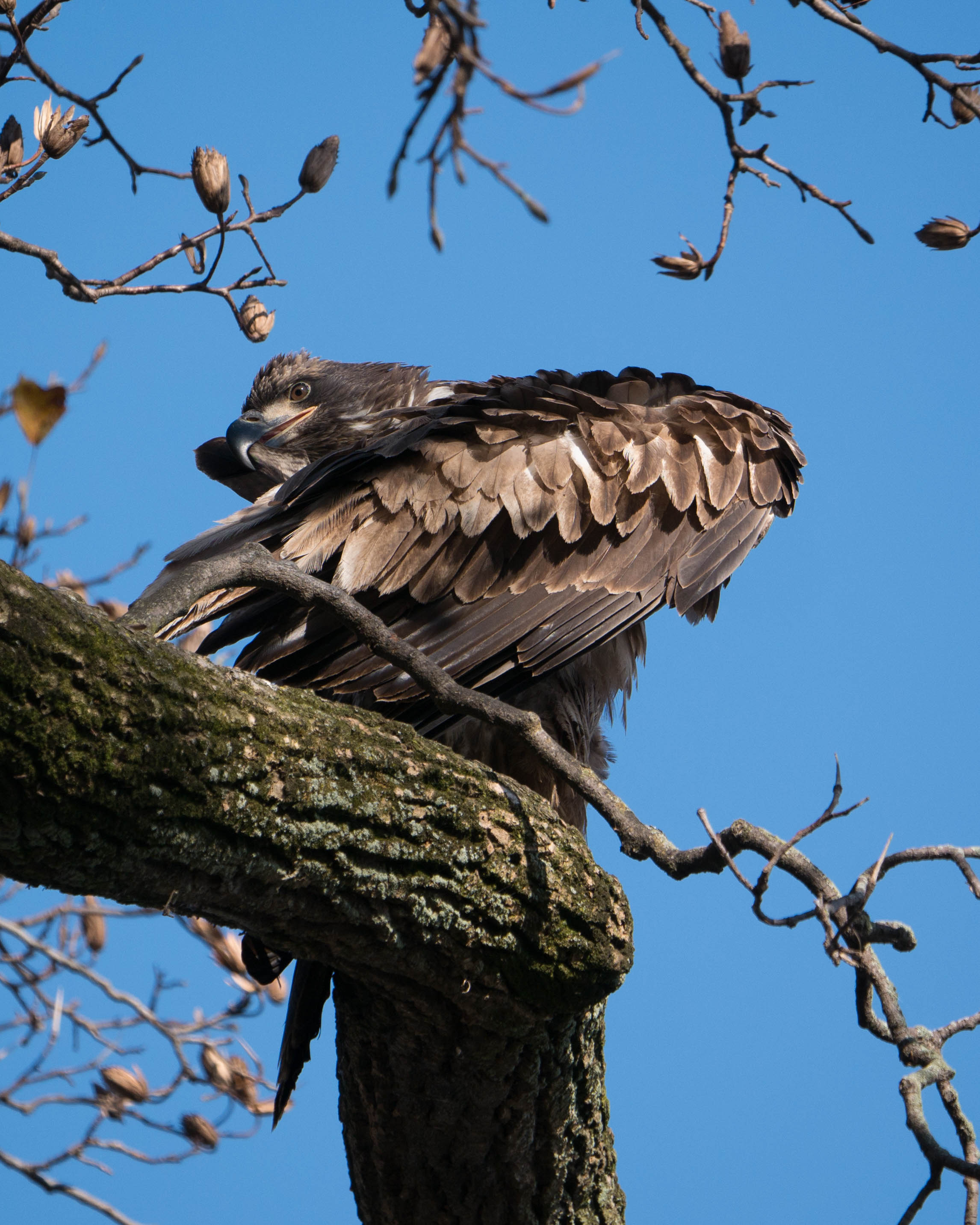 20171130 eagle first year in tree conowingo _-11