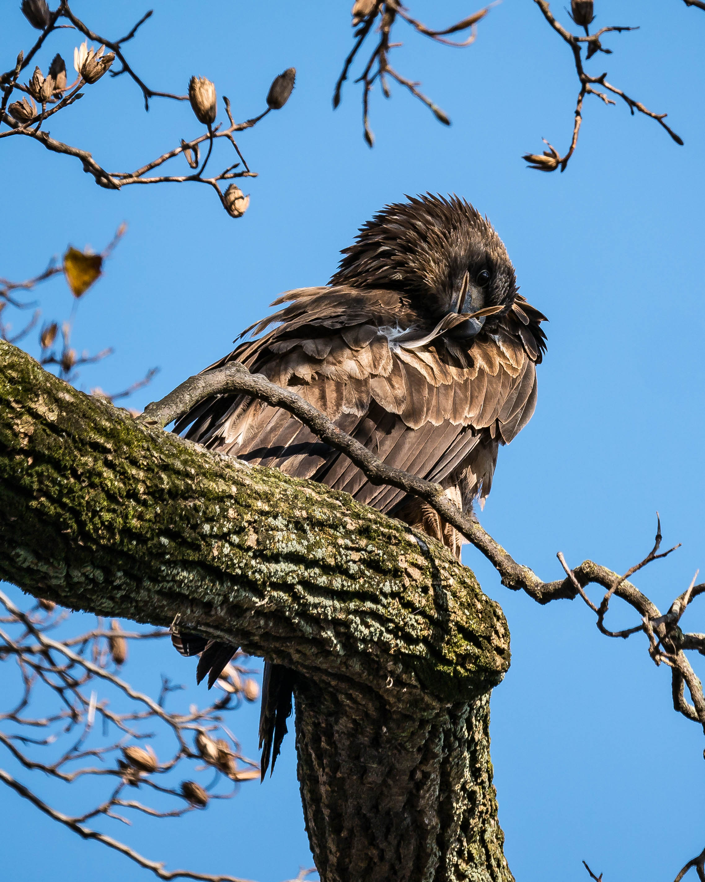 20171130 eagle first year in tree conowingo _-13
