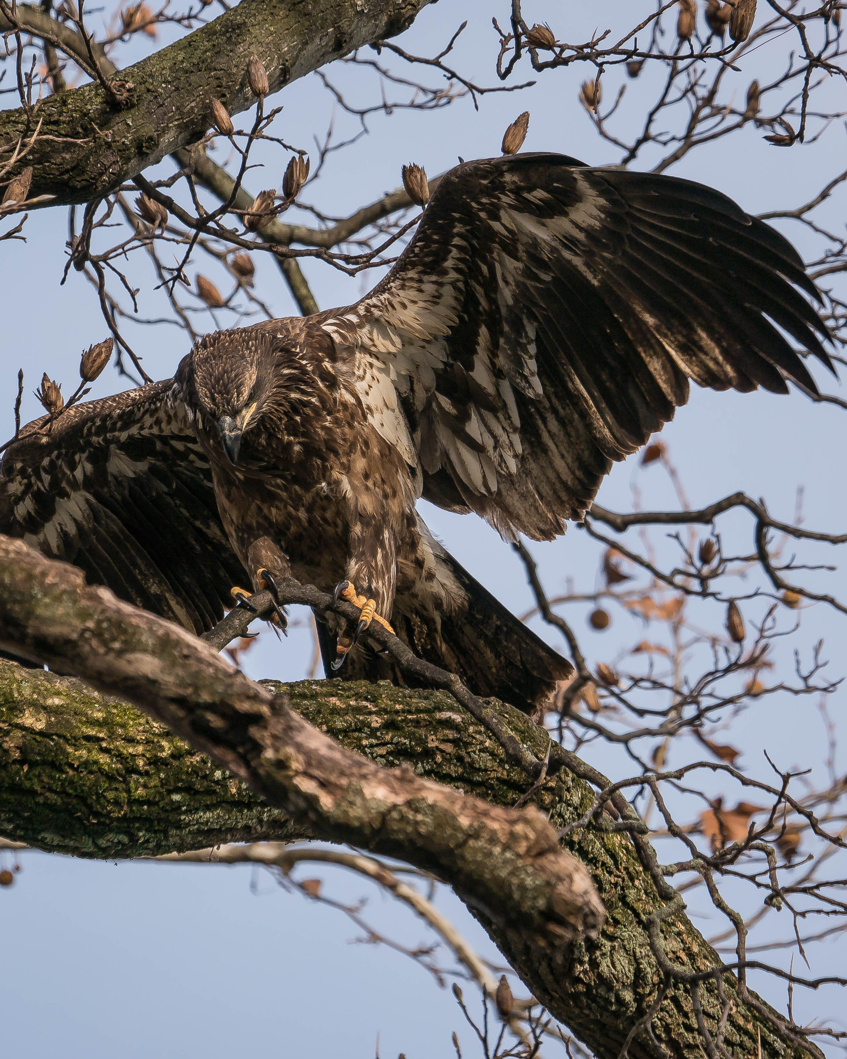 20171130 eagle first year in tree conowingo _-3