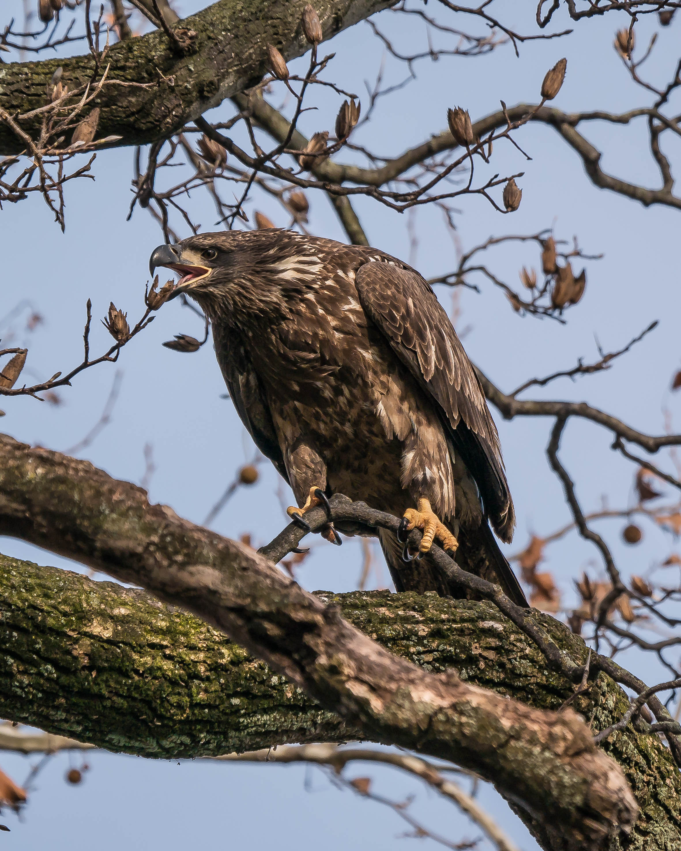 20171130 eagle first year in tree conowingo _-4
