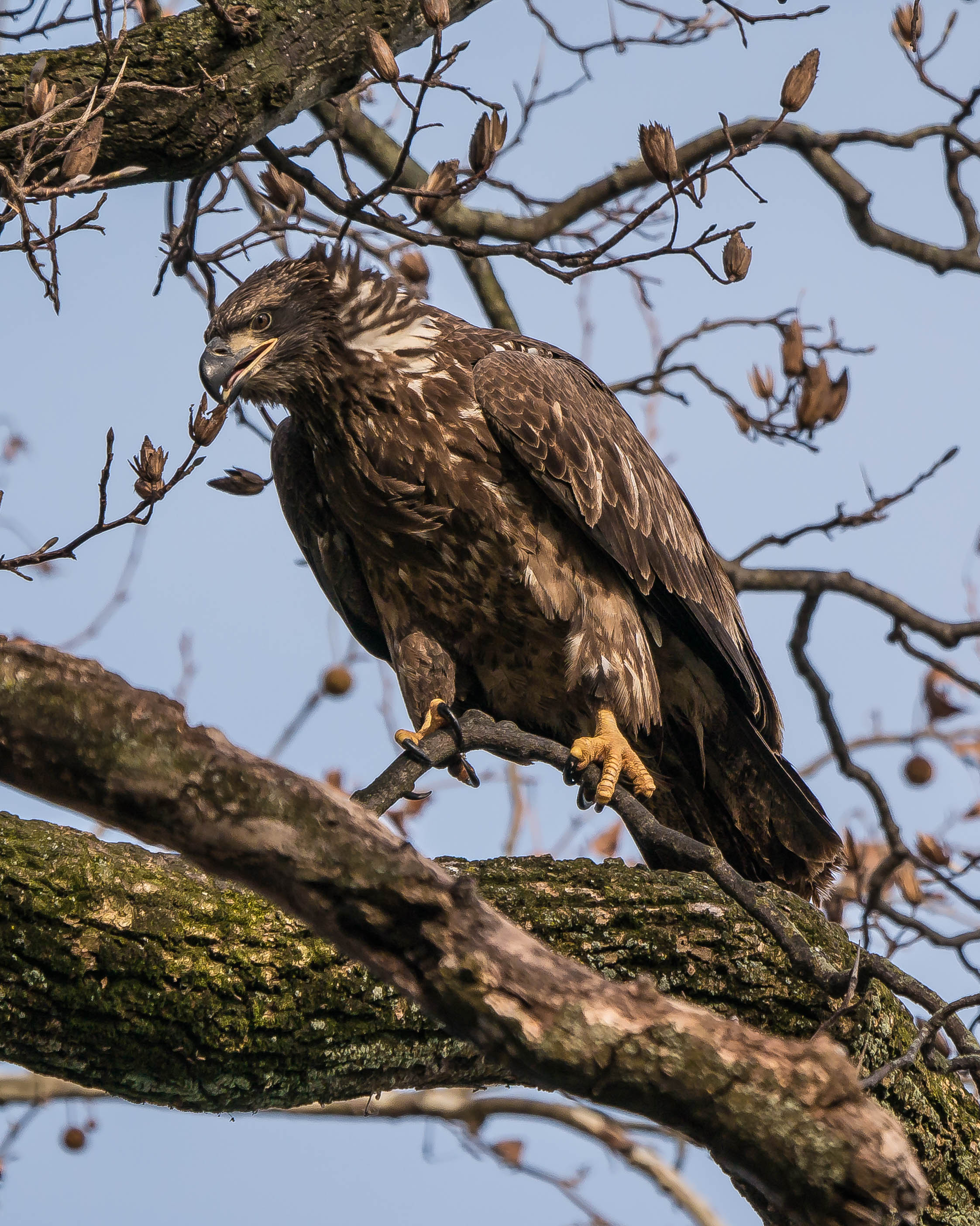 20171130 eagle first year in tree conowingo _-5