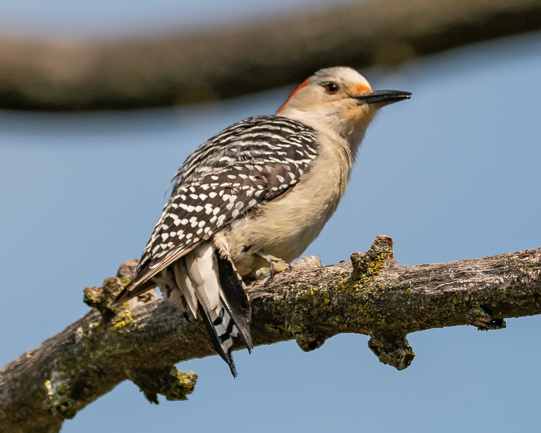20180428 red-bellied woodpecker croton _