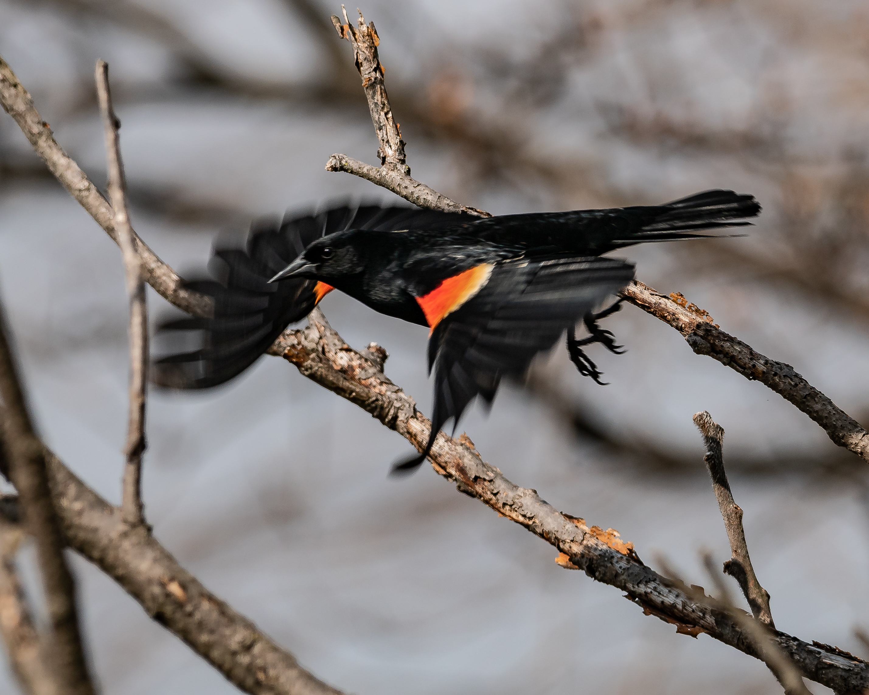 20180428 red-winged blackbird flying croton _