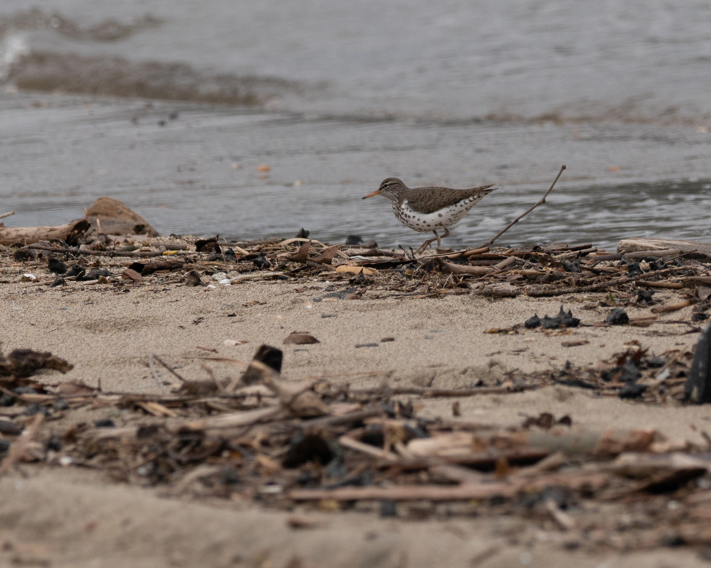 20180428 Spotted Sandpiper Croton Swimming Beach _
