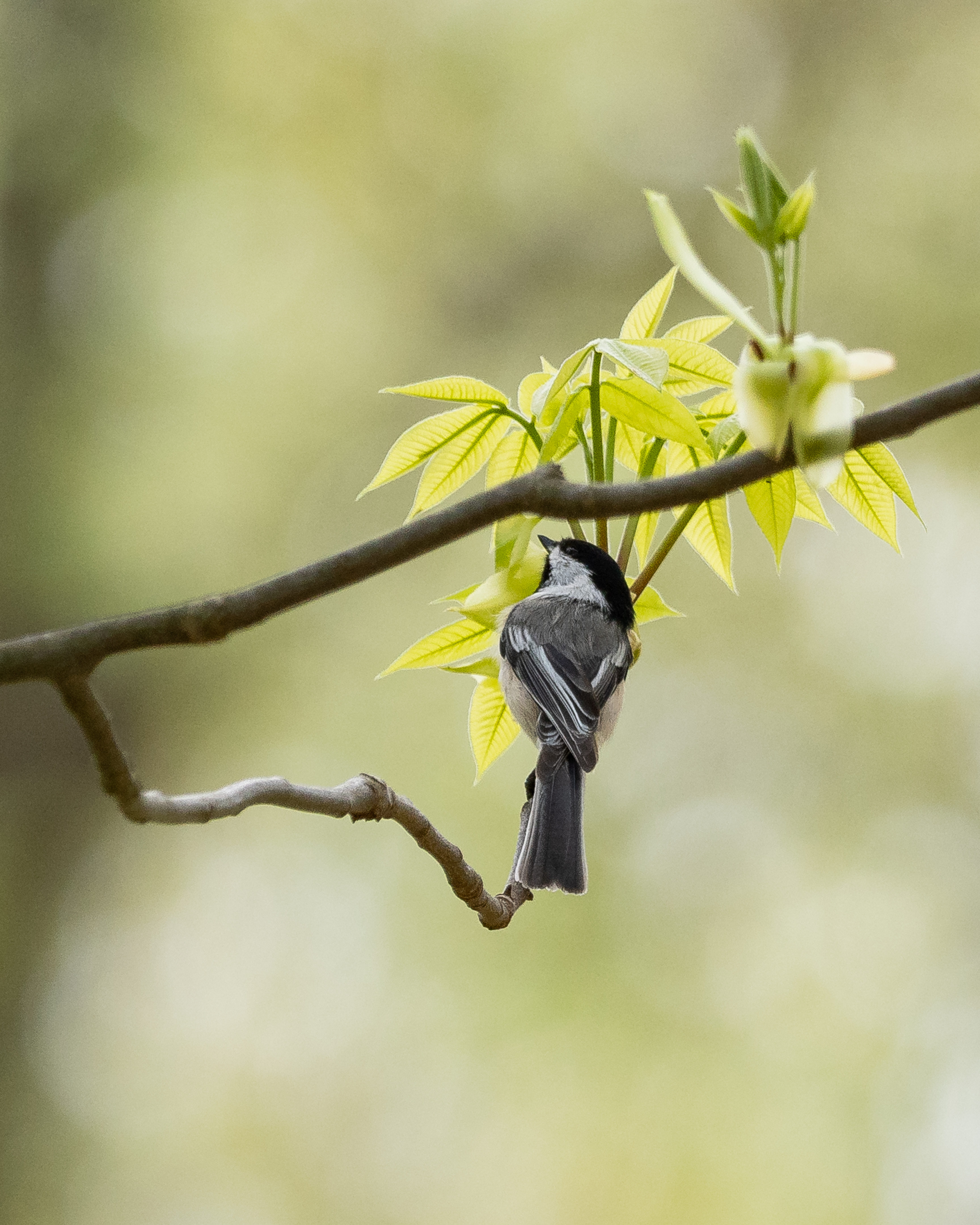 20180507 chickadee on branch FDR _