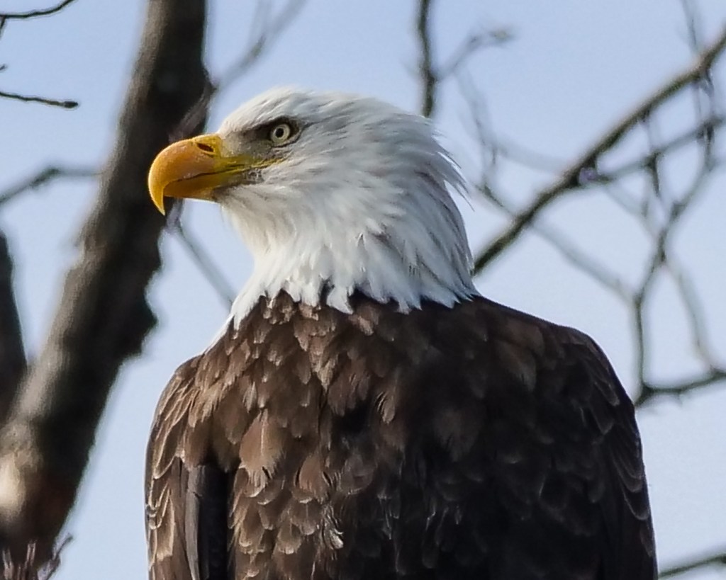Eagles in the&nbsp;‘Hood