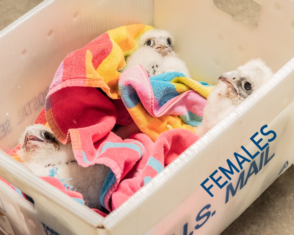 Jersey City Peregrine Falcon Banding&nbsp;2019