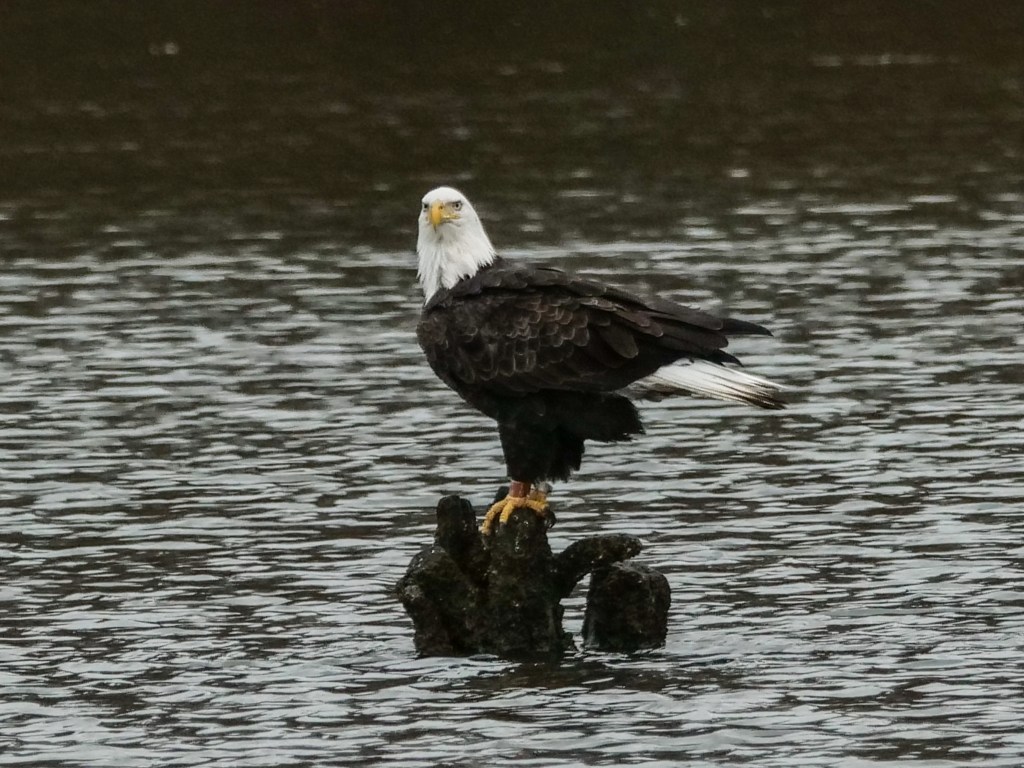 Favorite Fotos, January – June&nbsp;2021